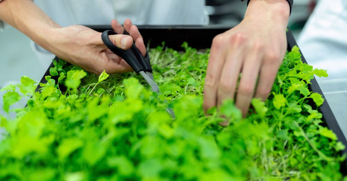 Plant-Machine Hybrids