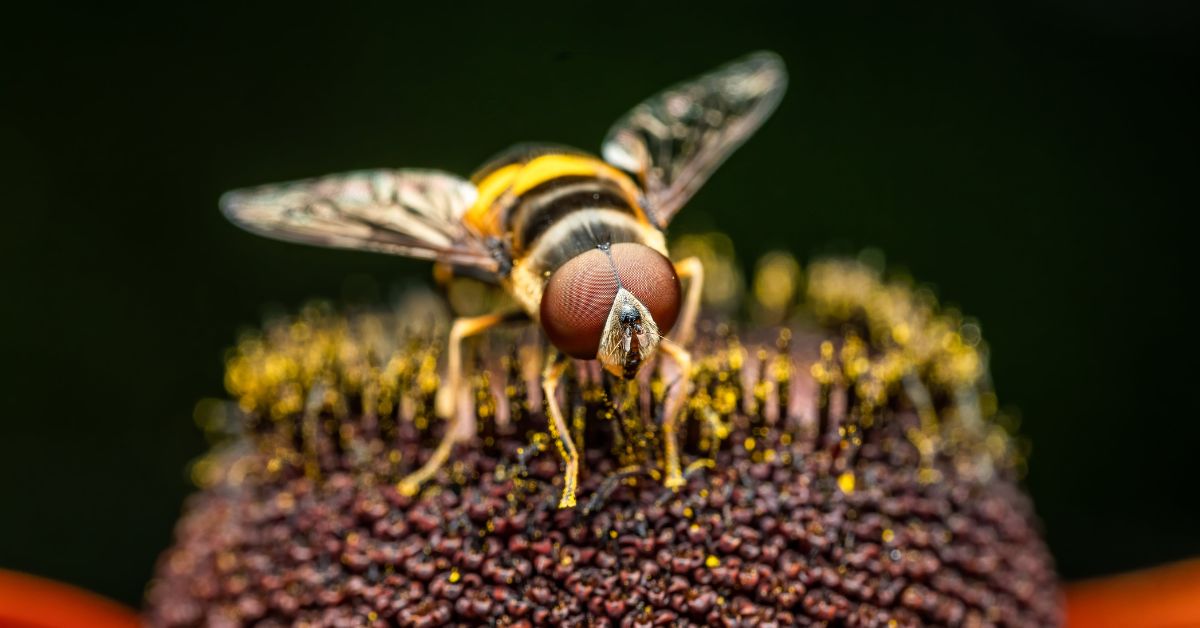 Insect Farming