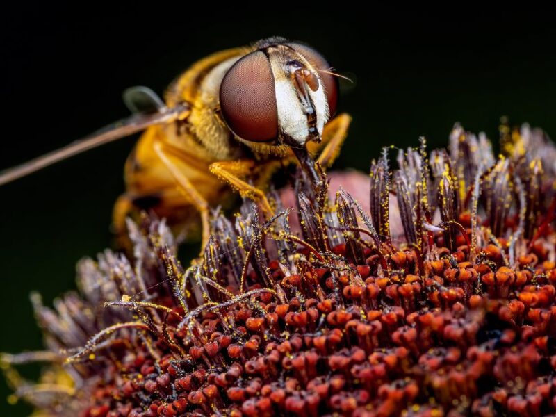 Insect Farming