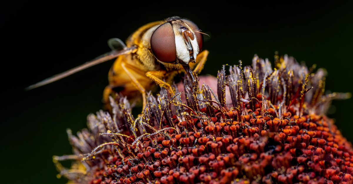 Insect Farming : A Sustainable Solution for the Future of Food